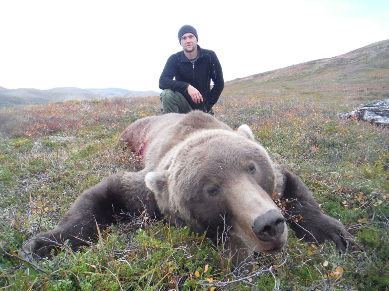 AK #155 - huge grizzly