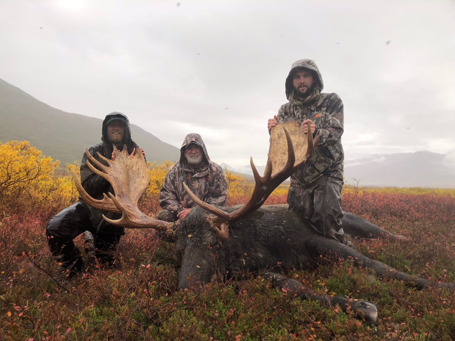 AK #155 - nice moose