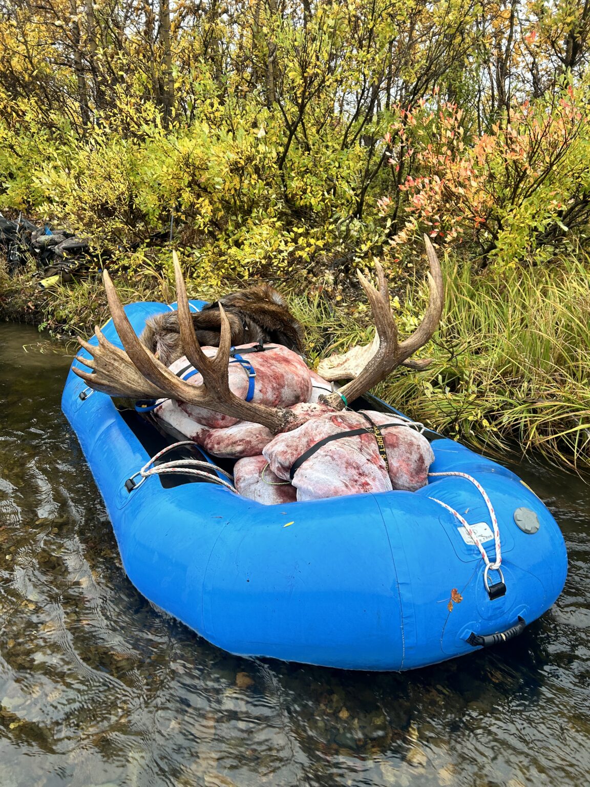 AK #155 - rafting out a mose