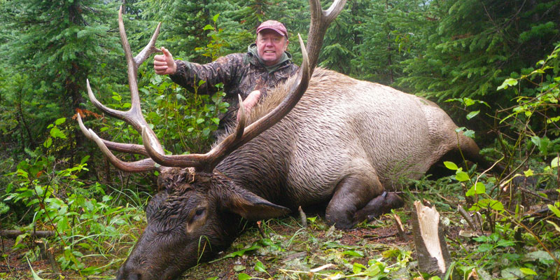 BC #72 - nice BC bull elk