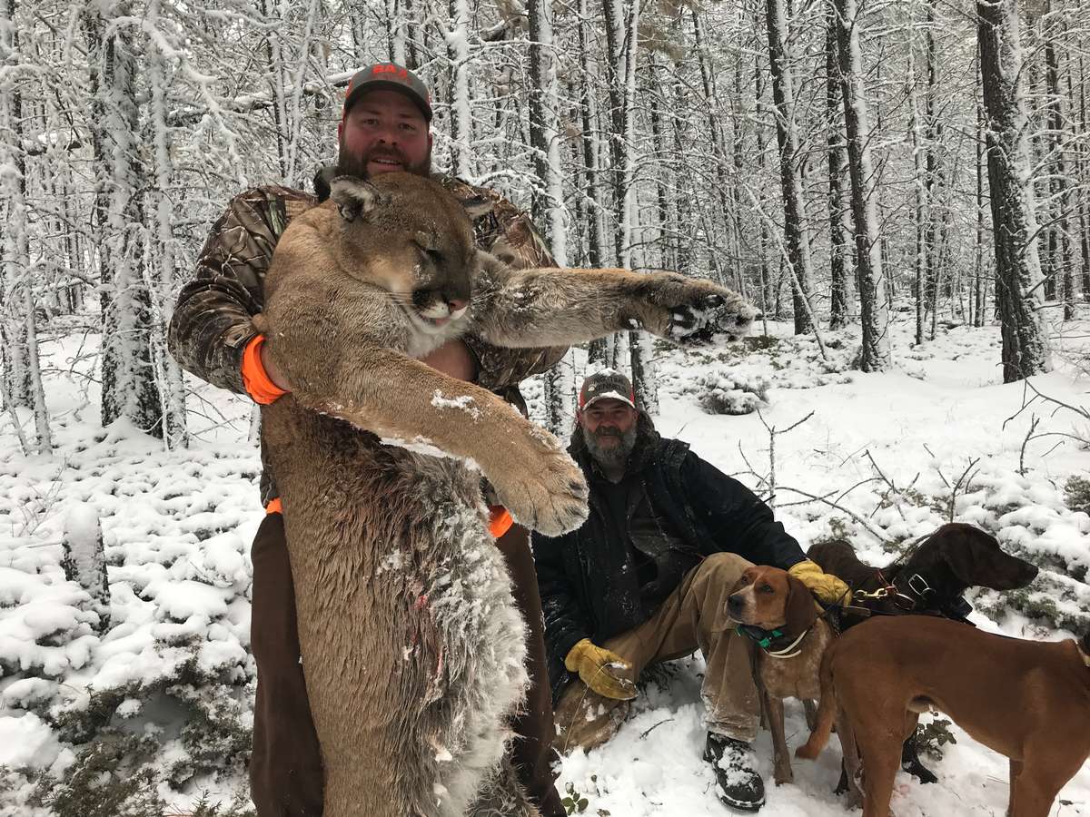 Hunting Mountain Lions With Dogs - Hunt Nation