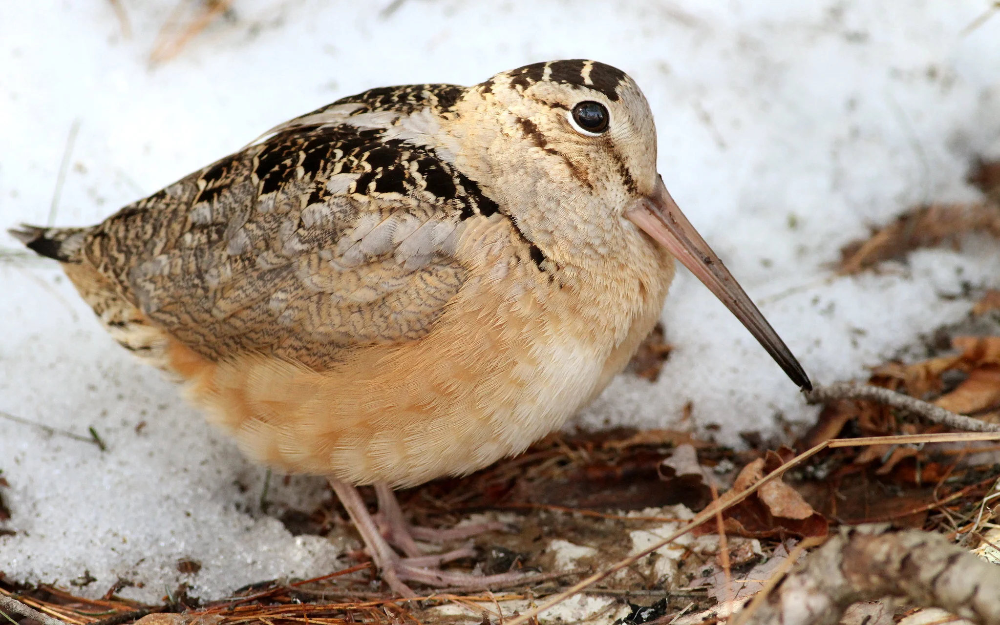 Woodcock Bird - Hunt-nation.com