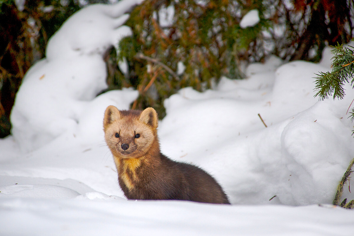 Russian Sable Hunting - hunt-nation.com