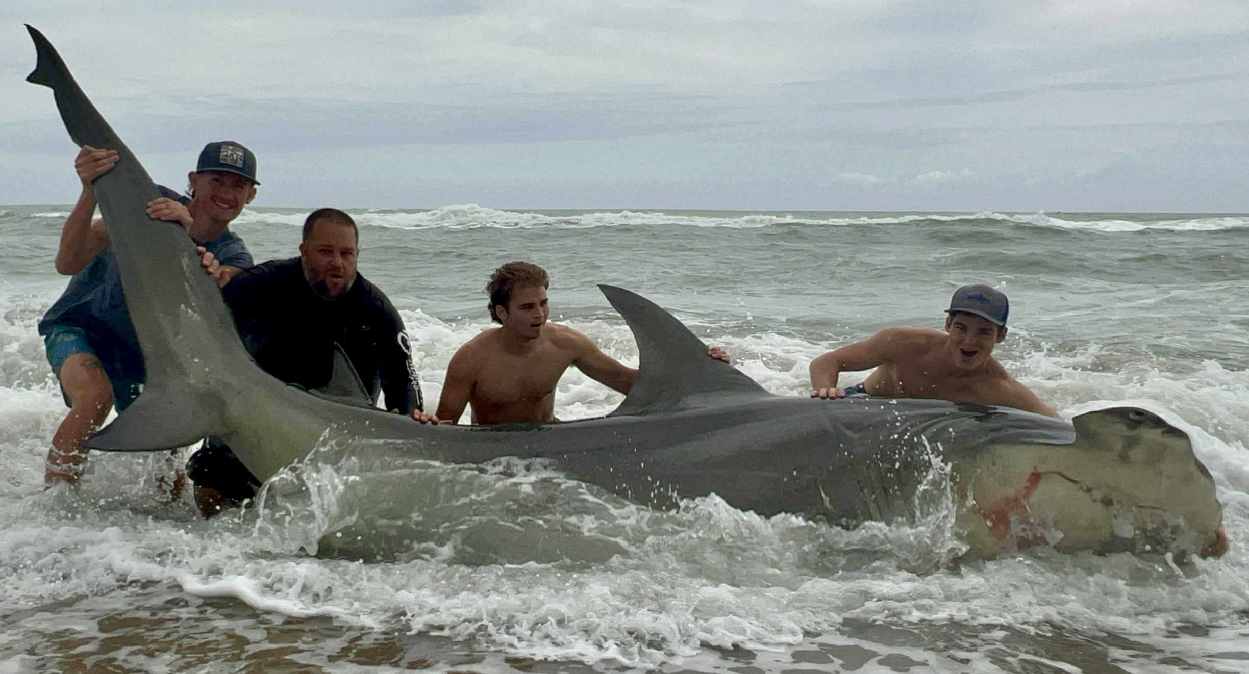 FL #241 Shark