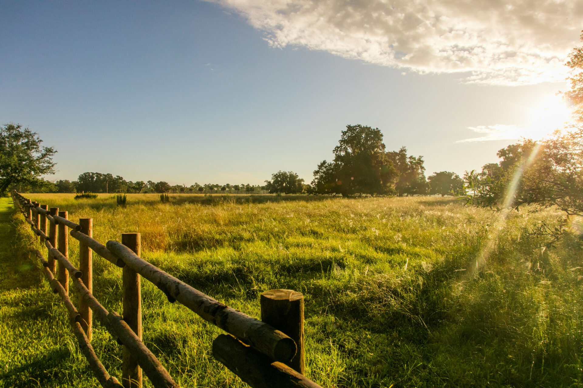 FL #241 landscape