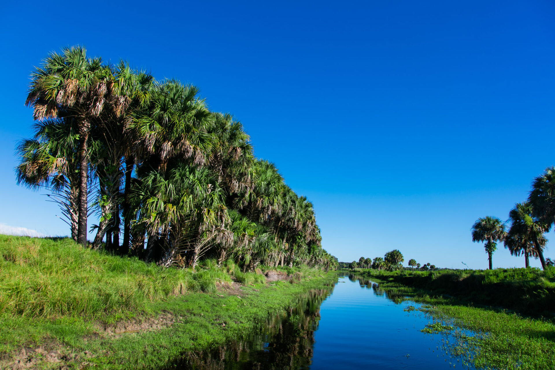 FL #241 landscape1