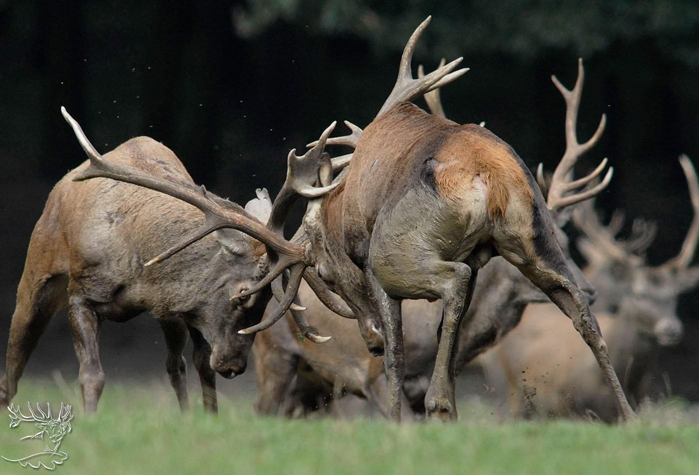 Hungary Red Stag Hunting Season - hunt-nation.com
