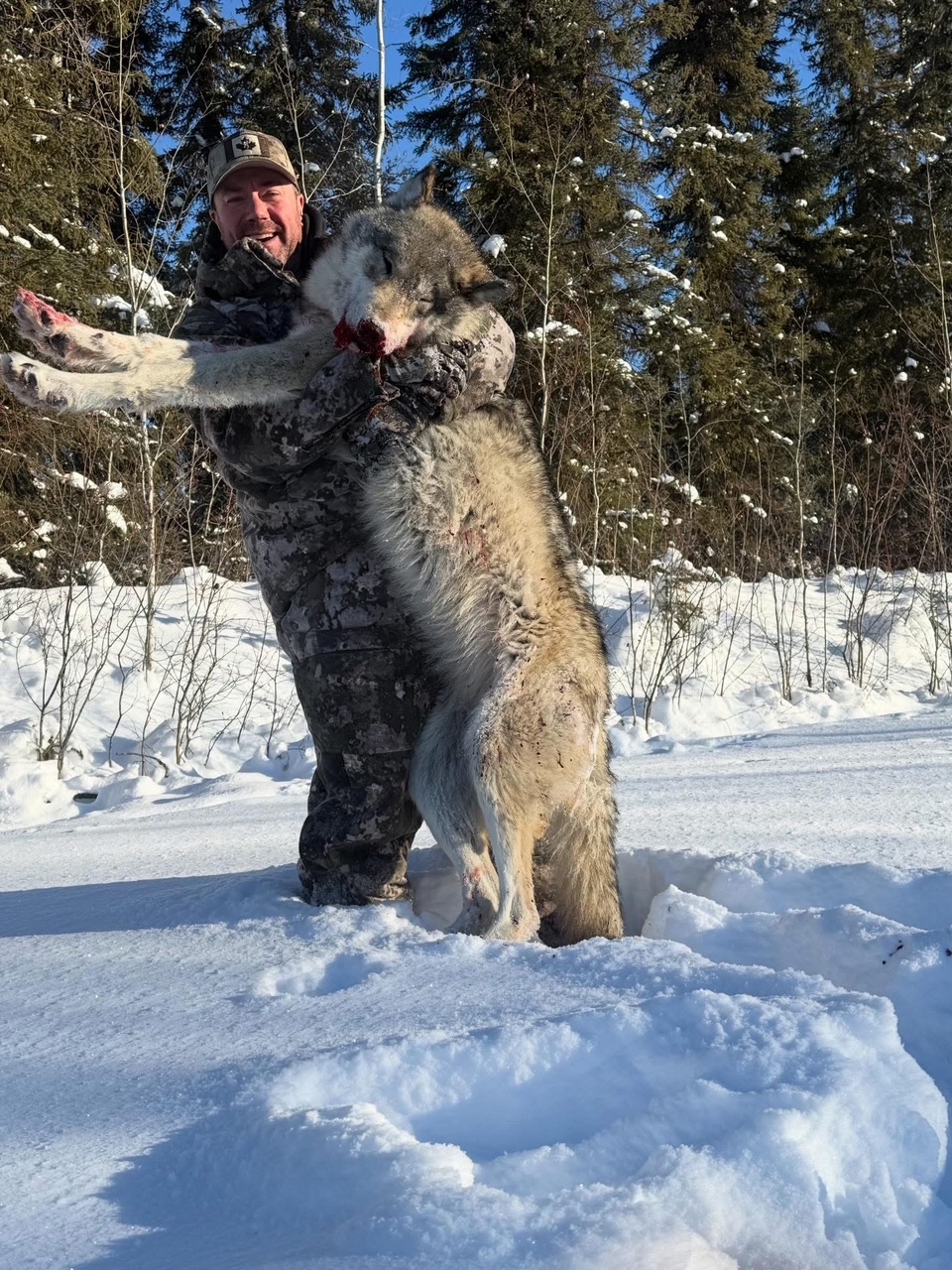 AB #245 Another great wolf