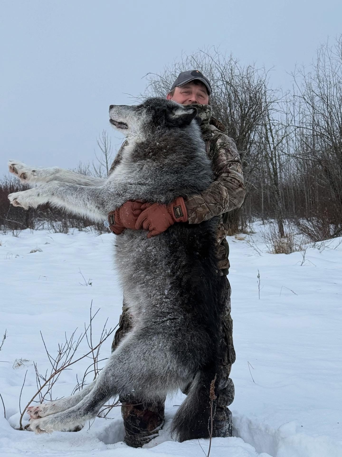 AB #245 Big wolf