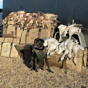 AB #245 Dog with birds