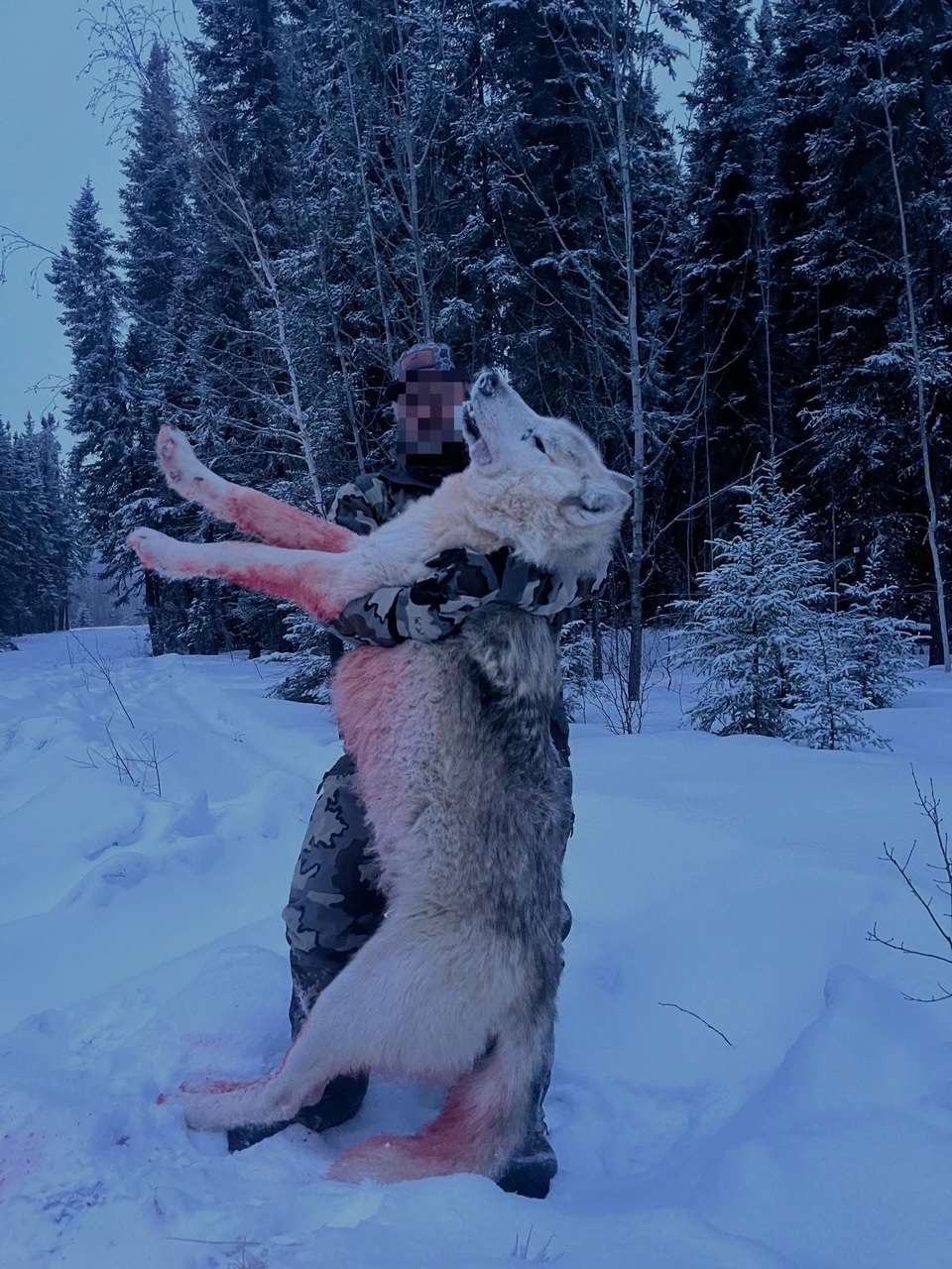 AB #245 Gorgeous wolf