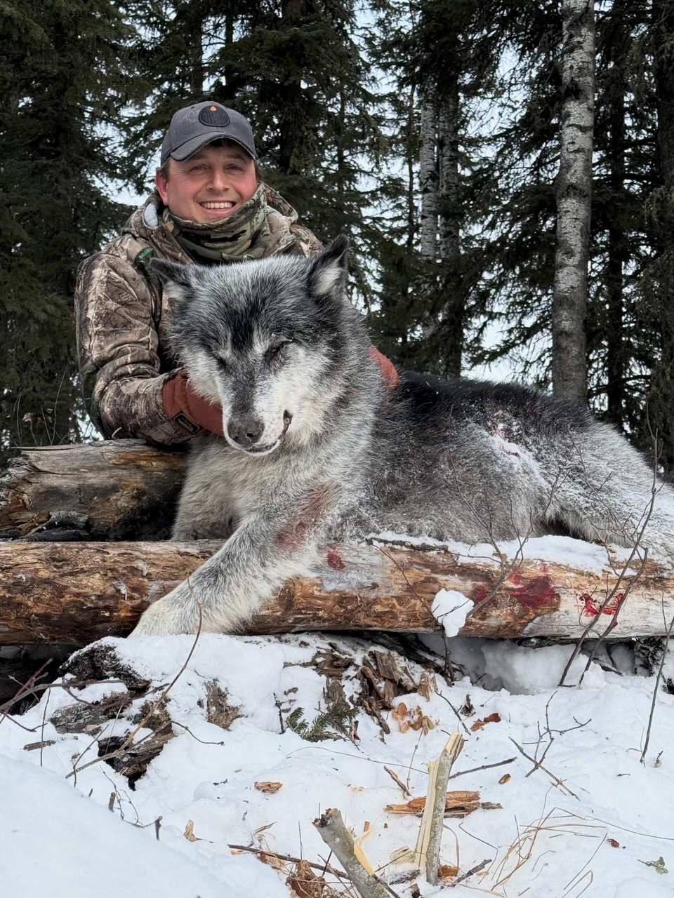 AB #245 Great wolf shot for WU