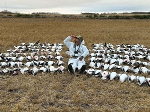 AB #245 Lots of birds