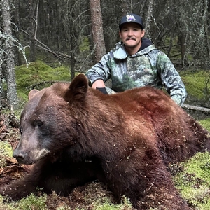 AB #245 Nice Cinnamon bear