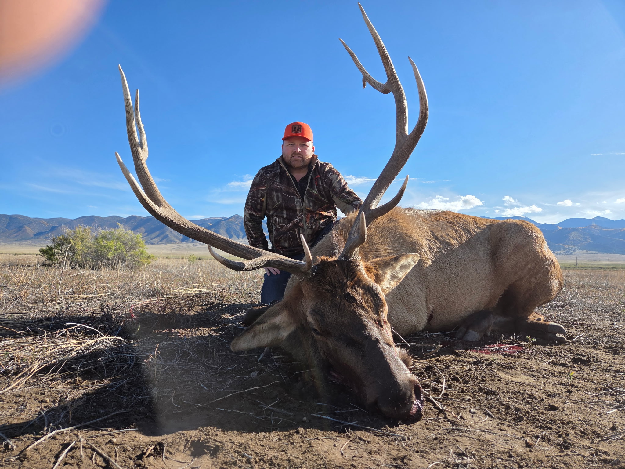 CO #159 6x6 bull