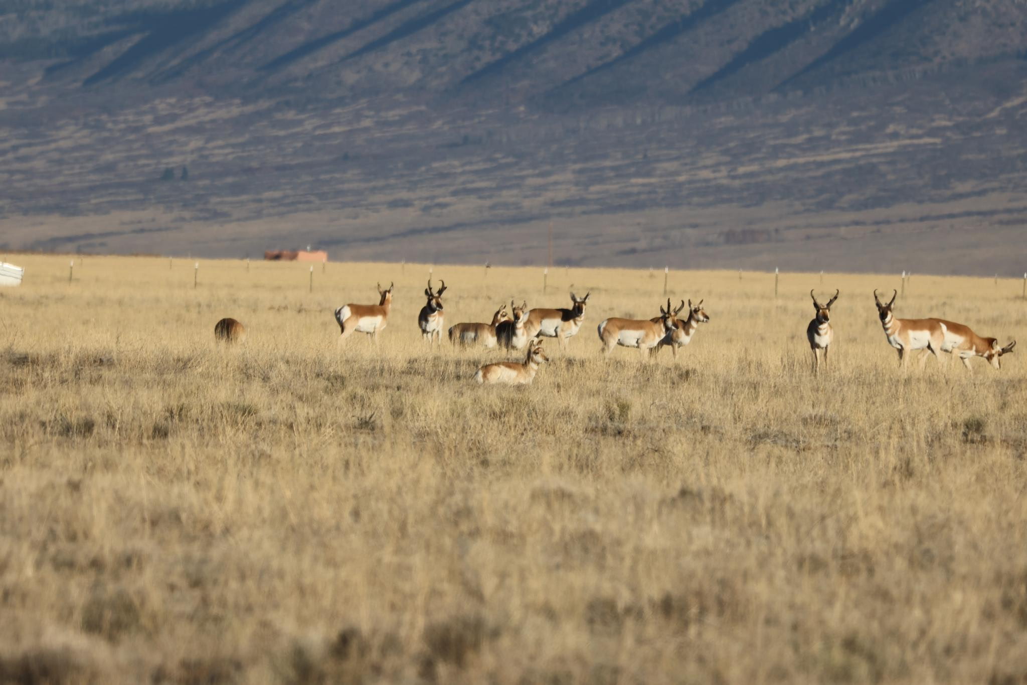 CO #159 Herd of antelope