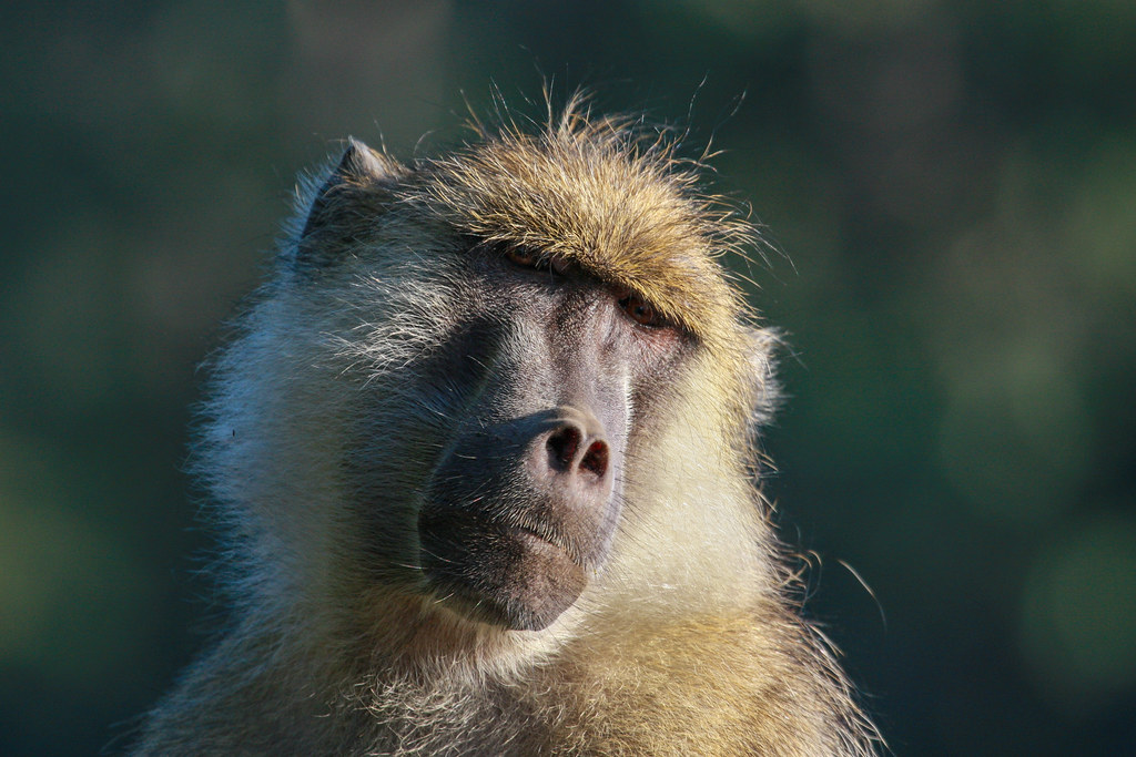 Kinda Baboon - Hunt Nation Kinda Baboon - Hunt Nation