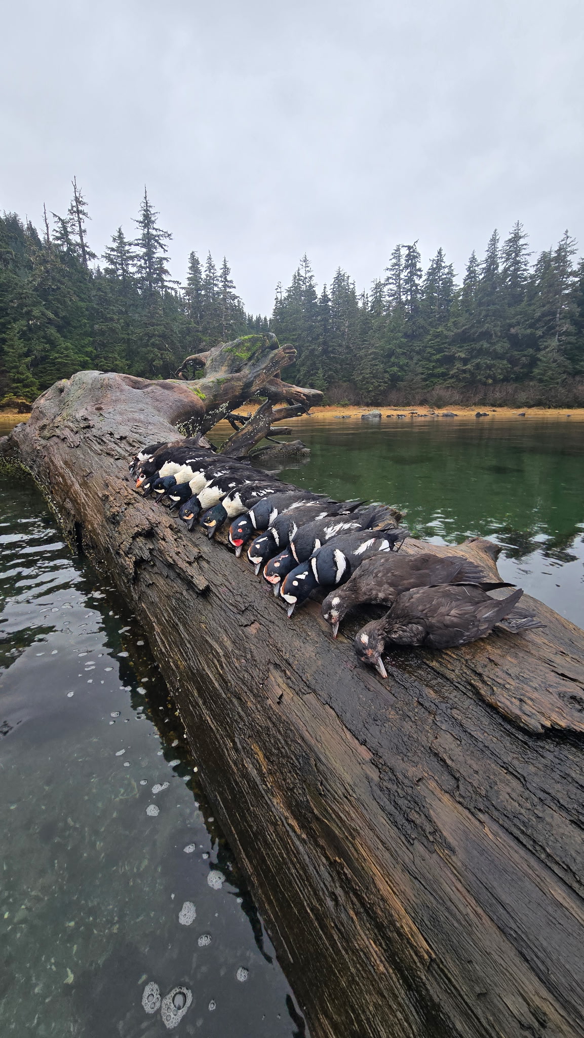 AK #181 nice layout of ducks