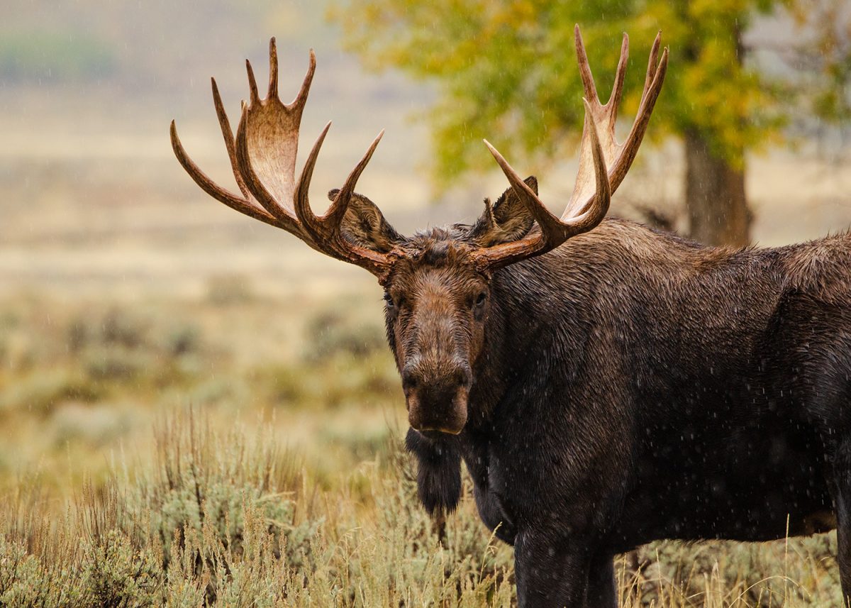 Bull Moose - Hunt Nation Bull Moose - Hunt Nation