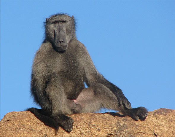 Chacma Baboon - Hunt Nation Chacma Baboon - Hunt Nation