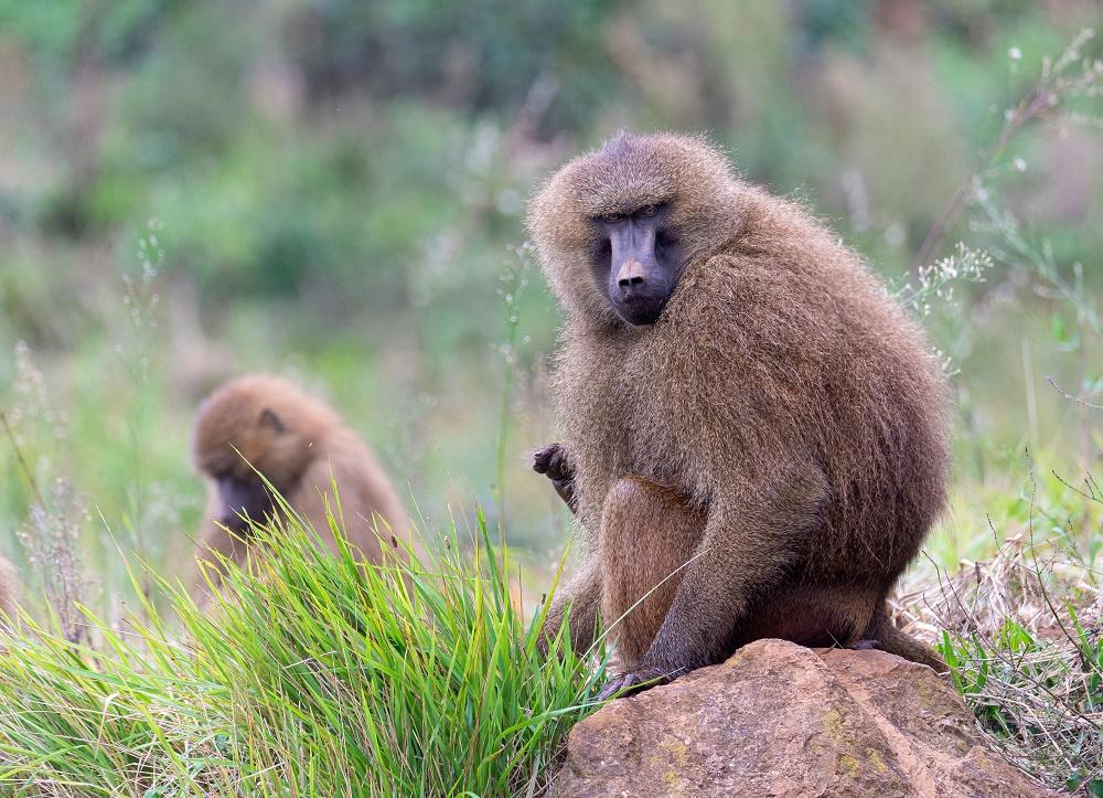 Guinea Baboon - Hunt Nation Guinea Baboon - Hunt Nation