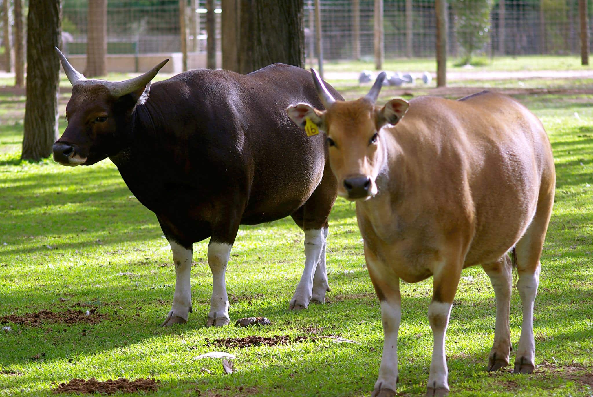 Male vs. Female Banteng Male vs. Female Banteng