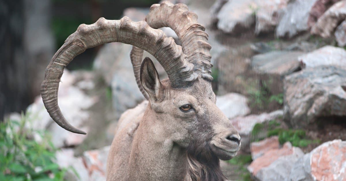 Siberian Ibex in Mongolia - Hunt Nation Siberian Ibex in Mongolia - Hunt Nation