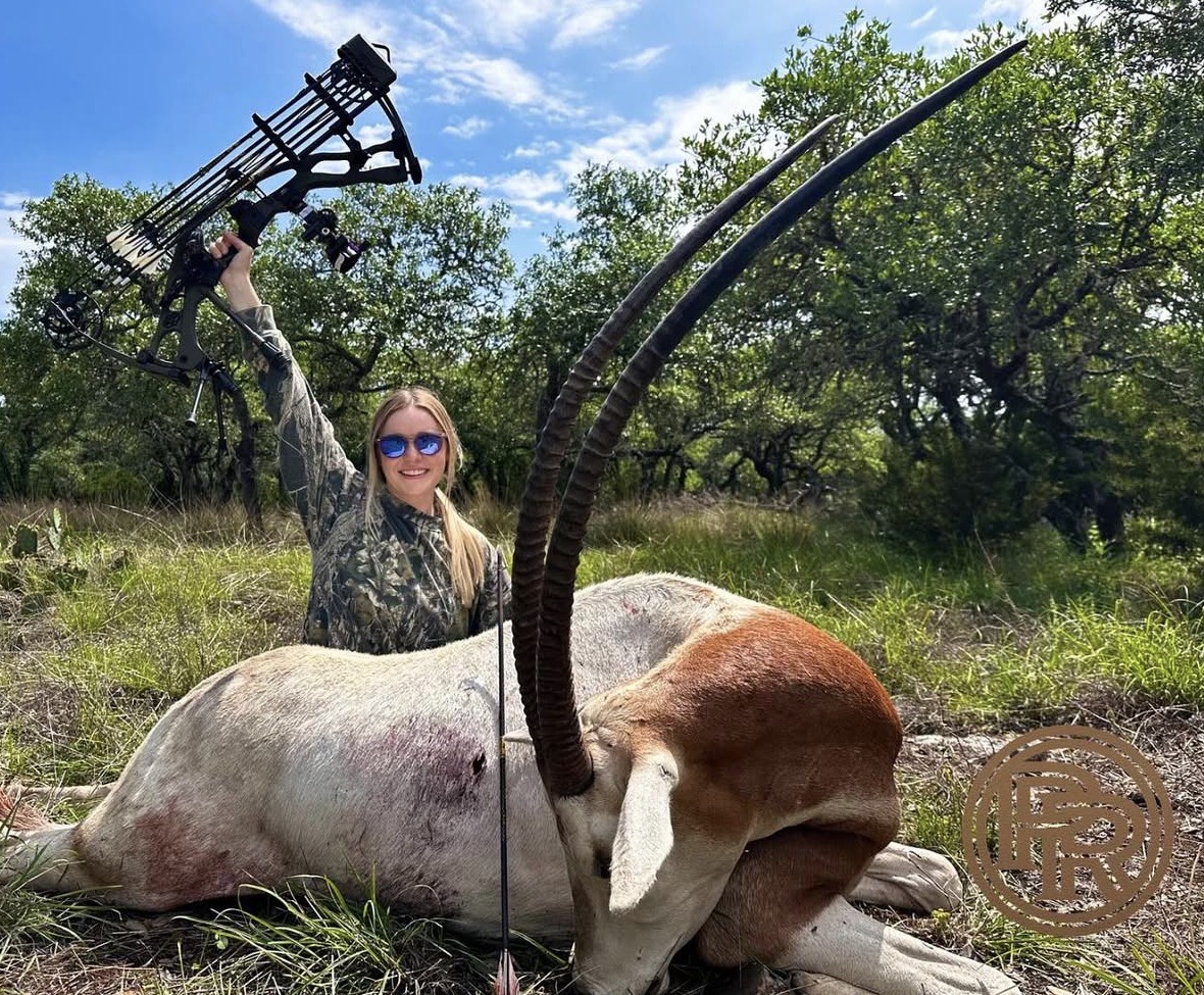 TX #305 Archery scimitar oryx
