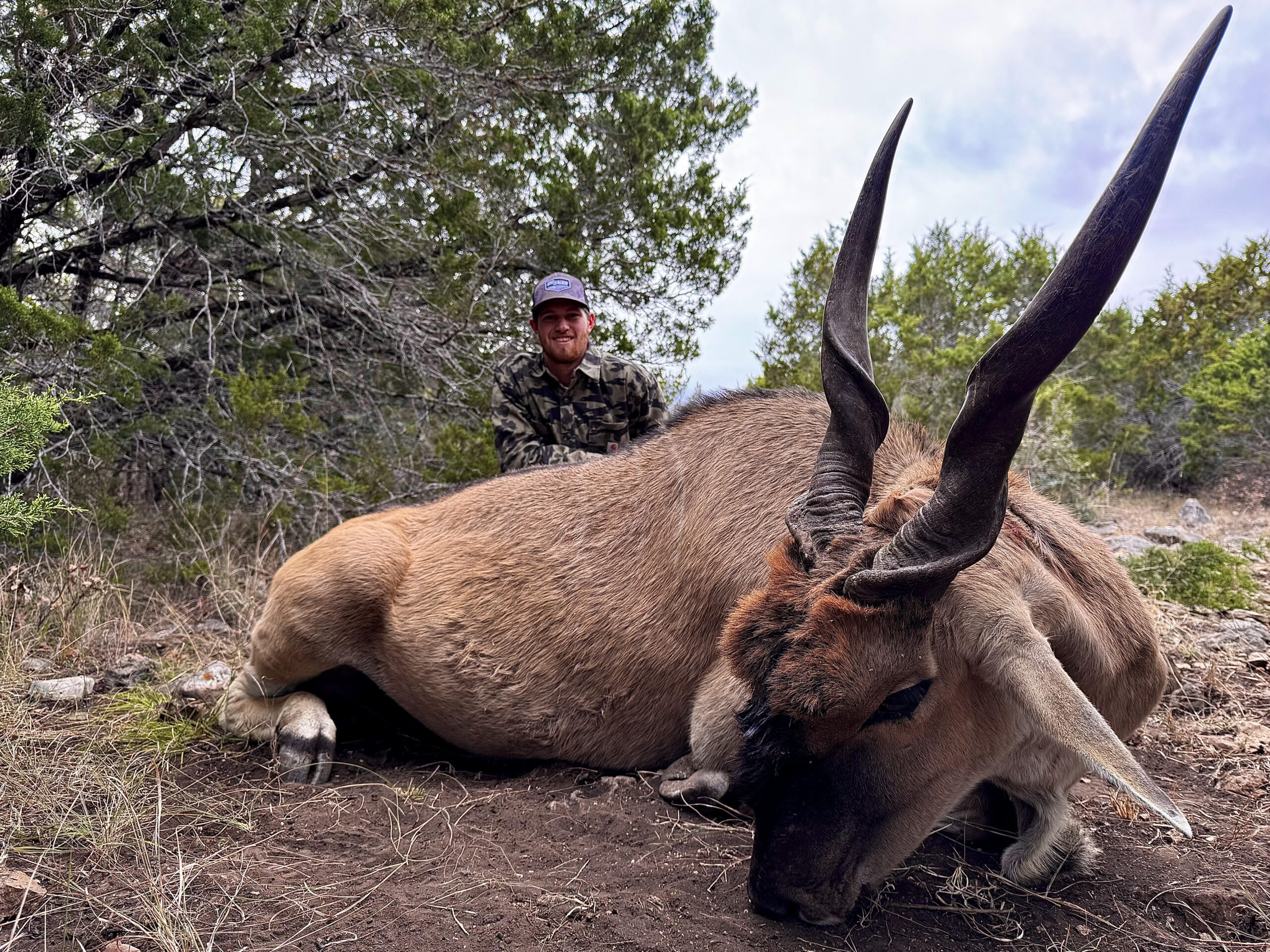TX #305 Eland