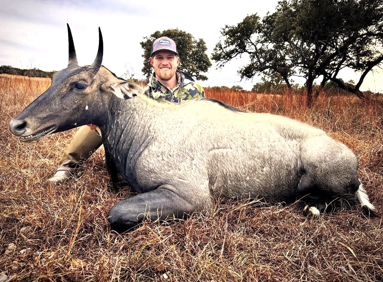 TX #305 Nilgai