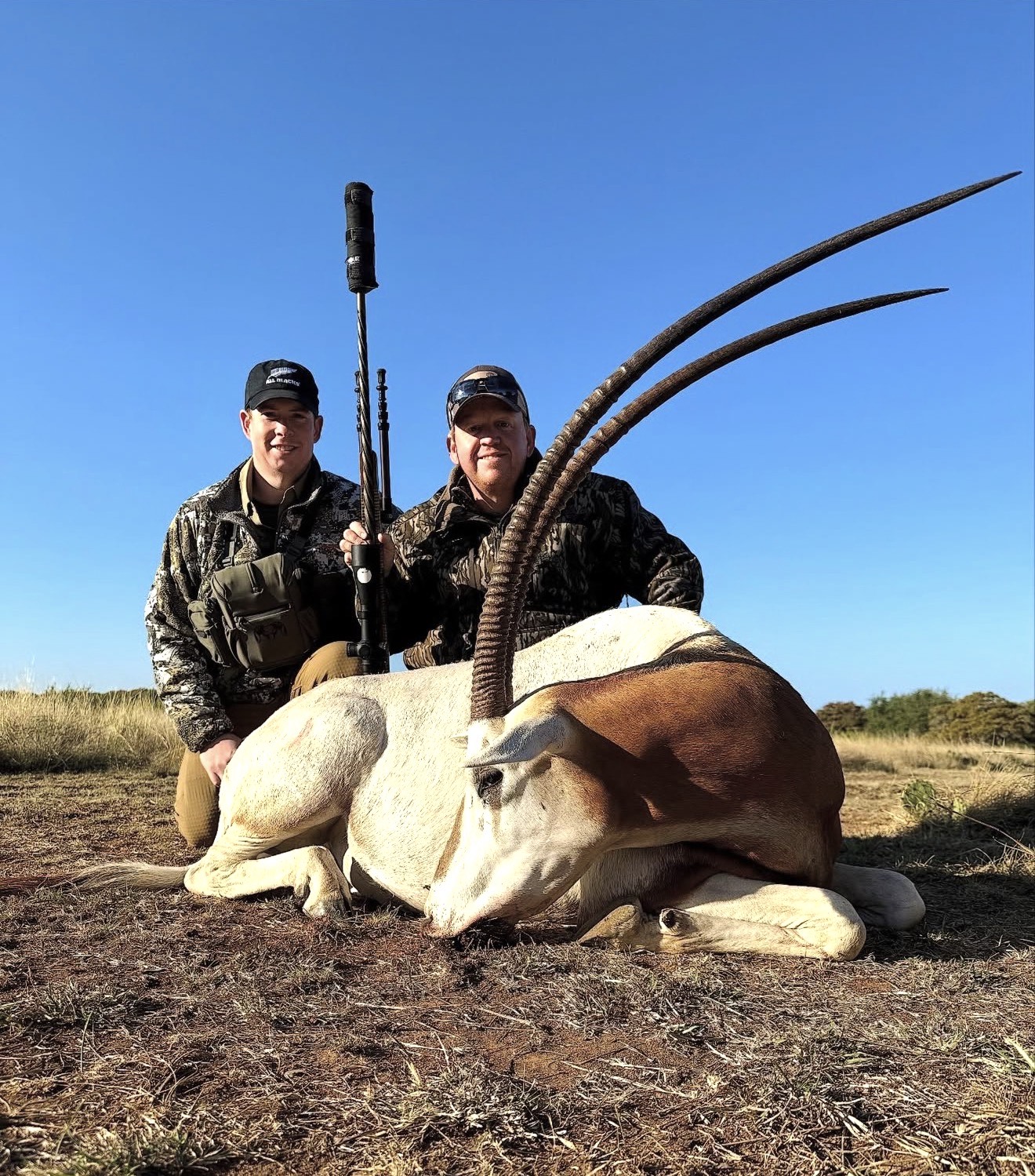 TX #305 Scimitar oryx