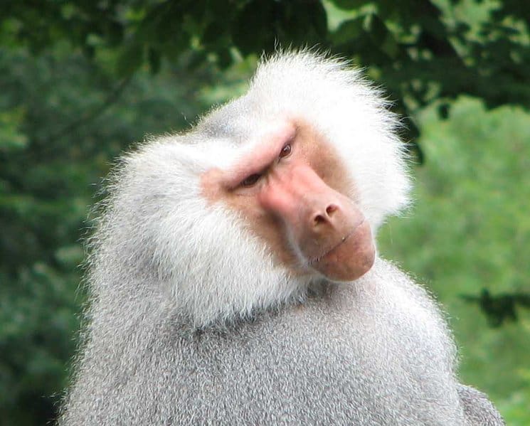 Baboon - Hunt Nation Baboon - Hunt Nation