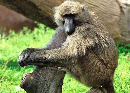 Olive Baboon - Hunt Nation Olive Baboon - Hunt Nation