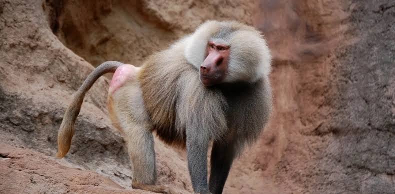 Hamadryas Baboon - Hunt Nation Hamadryas Baboon - Hunt Nation