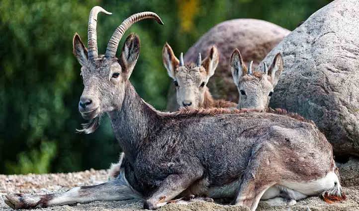 Siberian Ibex - Hunt Nation Siberian Ibex - Hunt Nation