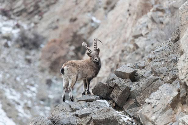 Siberian Ibex in Pakistan - Hunt Nation Siberian Ibex in Pakistan - Hunt Nation