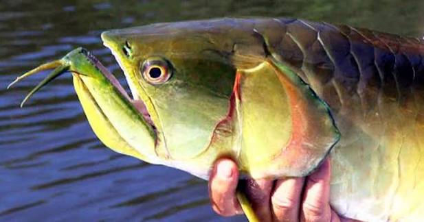 Aruana - Hunt Nation Aruana - Hunt Nation