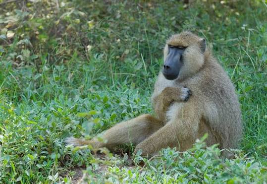 Yellow Baboon - Hunt Nation Yellow Baboon - Hunt Nation
