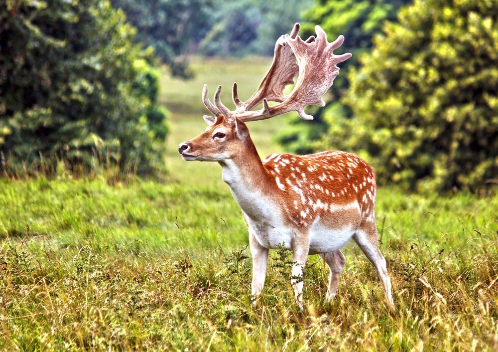 Fallow Deer Hunts in Florida | Fallow Deer Hunting Outfitter Florida | Hunt Nation