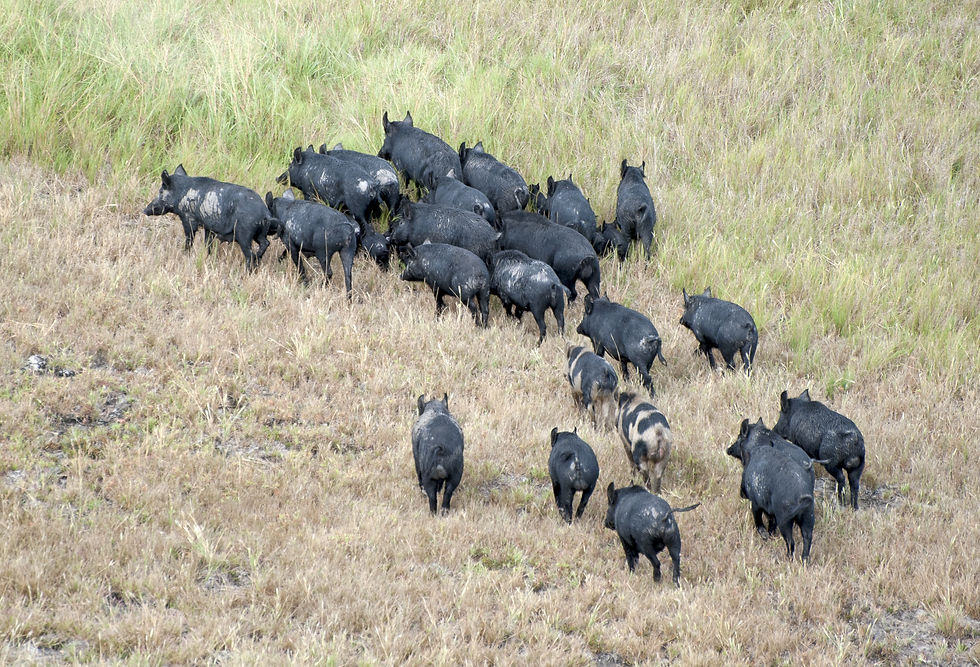 Best Time for a Texas Hog Hunt | Hunt Nation Best Time for a Texas Hog Hunt | Hunt Nation