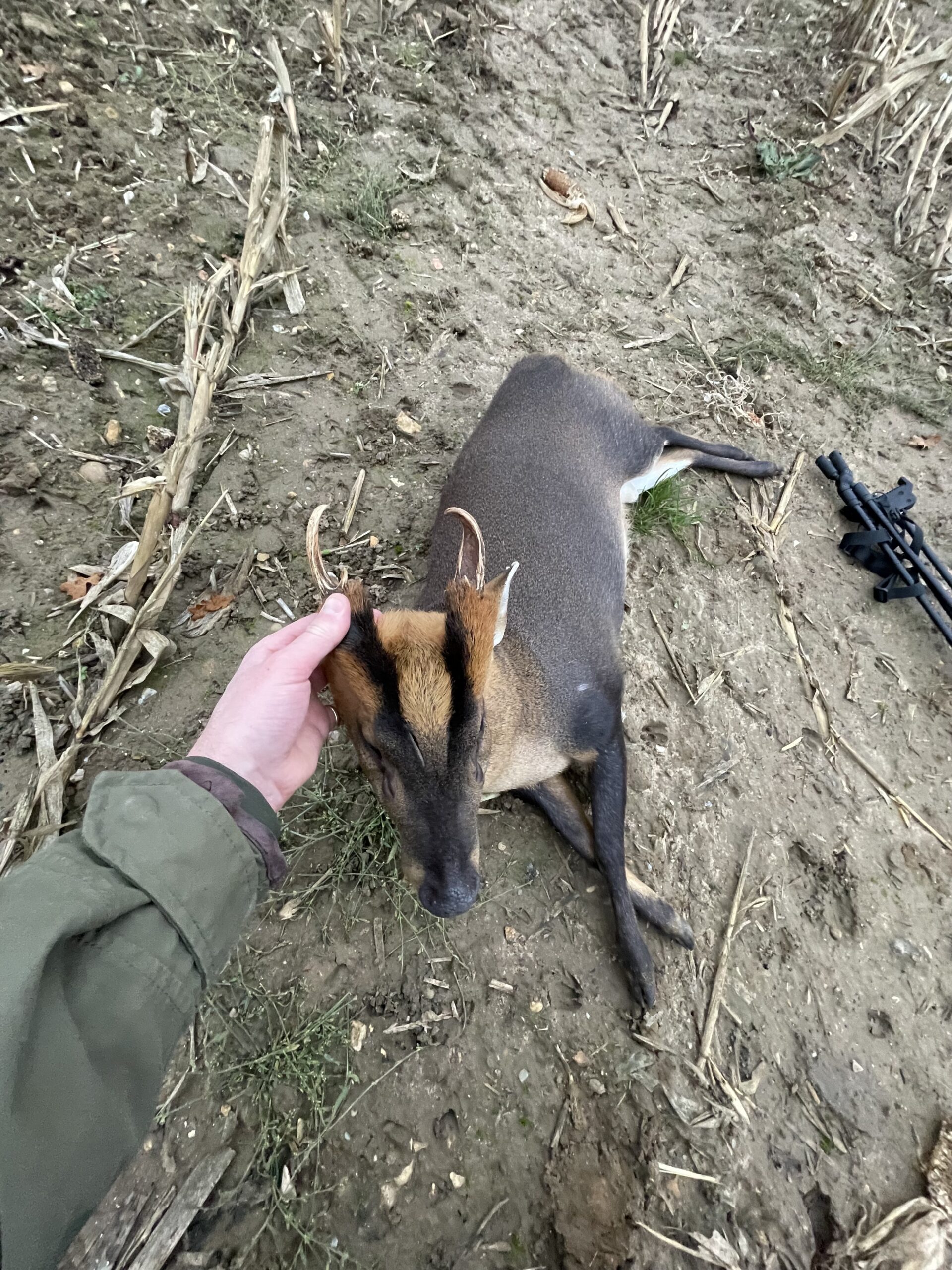 England11Muntjac
