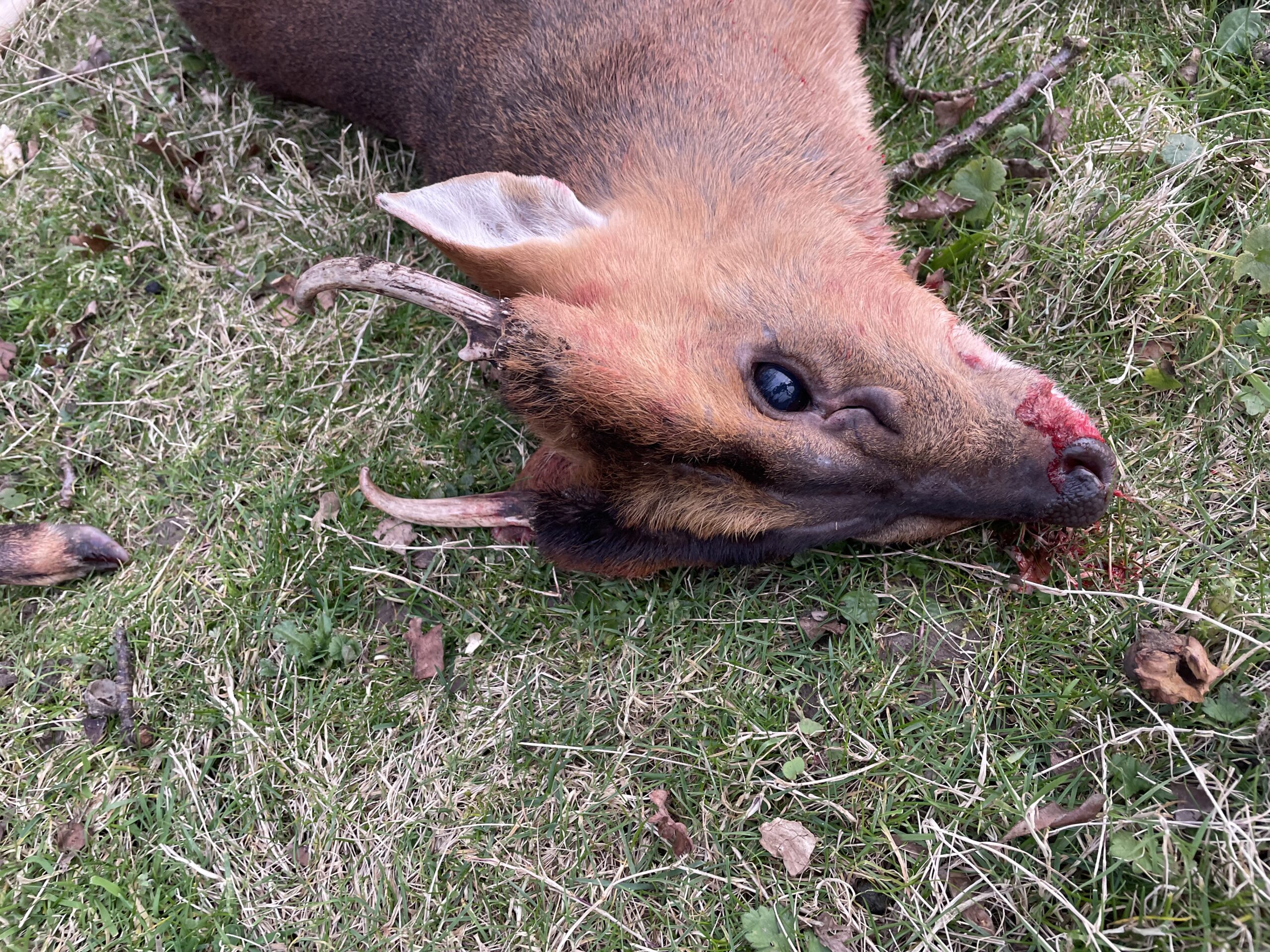 England8Muntjac