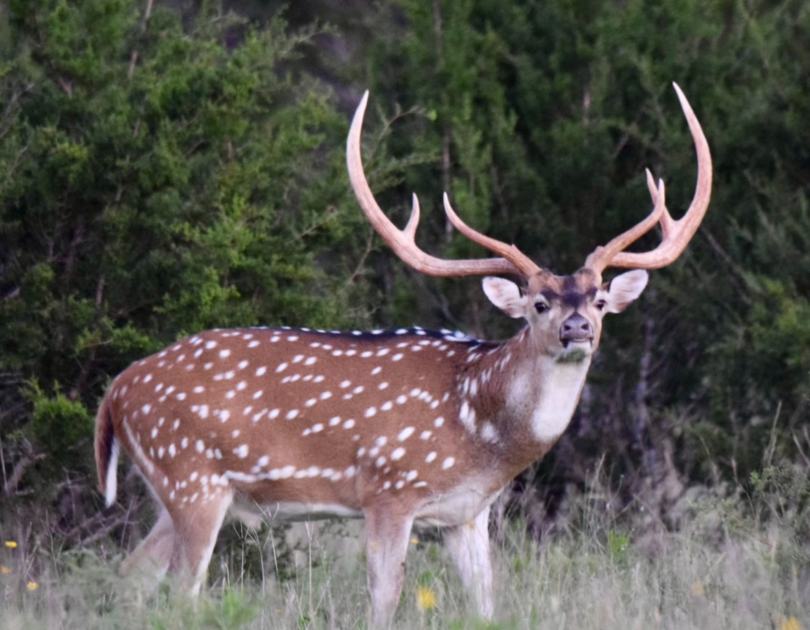 Axis Deer Hunts in Texas - Hunt Nation Axis Deer Hunts in Texas - Hunt Nation