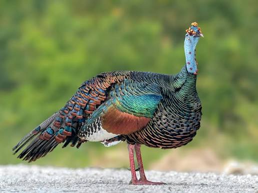 Ocellated Turkeys Live | Hunt Nation Ocellated Turkeys Live | Hunt Nation