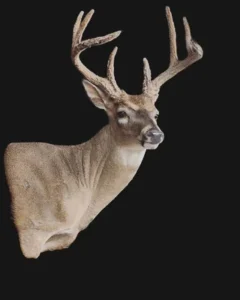 120 buck