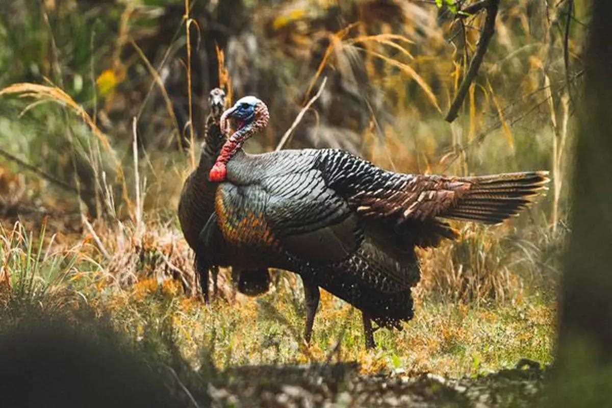 Osceola Turkey | Hunt Nation Osceola Turkey | Hunt Nation