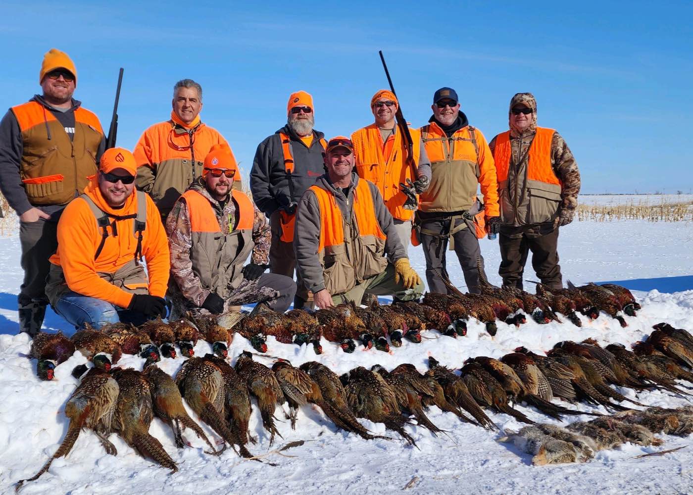 Pheasant Hunting - Hunt-nation.com Pheasant Hunting - Hunt-nation.com