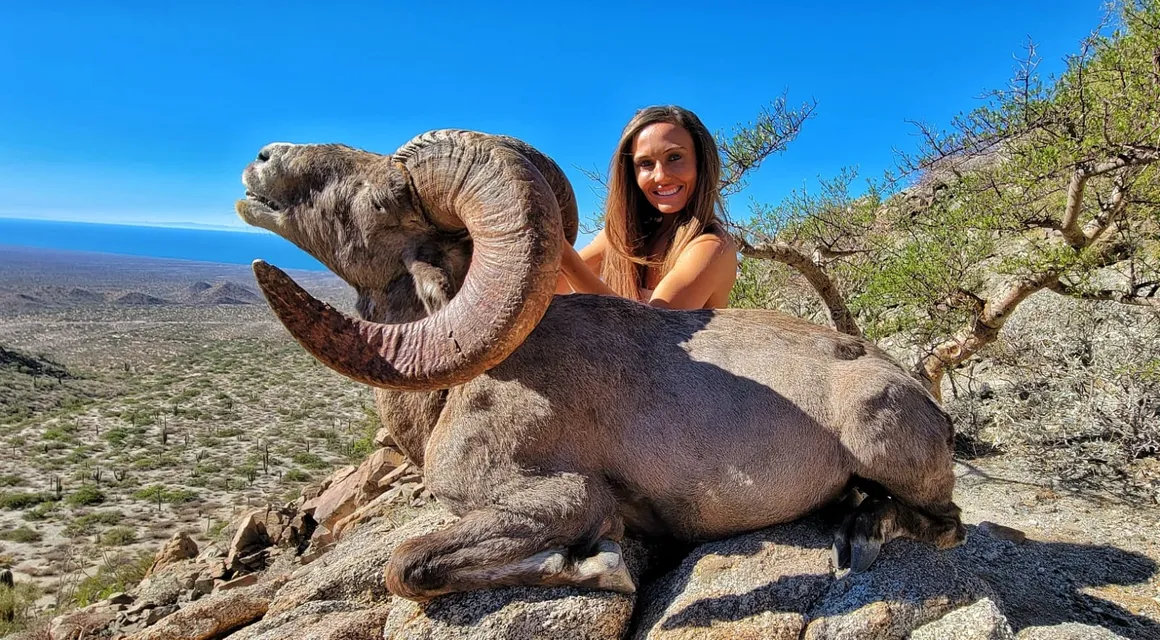 High-Fence Desert Bighorn Hunting | Hunt Nation High-Fence Desert Bighorn Hunting | Hunt Nation
